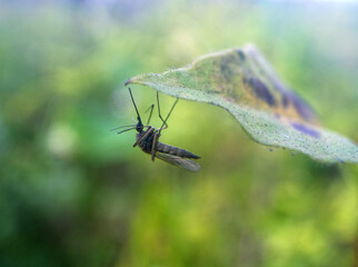 A blood-sucking mosquito swings on a blade of grass