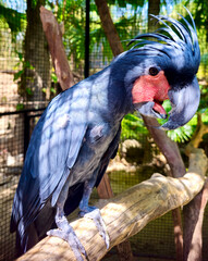 A black palm cockatoo perched on a branch, with a large, hooked beak and distinctive red cheek patches.
