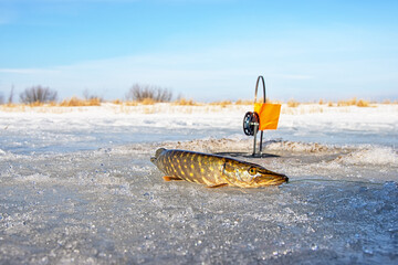 Winter fishing for pike. Pike is hooked with kind of fishing tackle (zherlitsa, pike trap with small live fish as bait) from the ice hol. Snow-covered frozen reeds as pike groundse