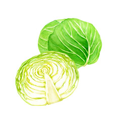 キャベツ　野菜 断面　水彩 イラスト