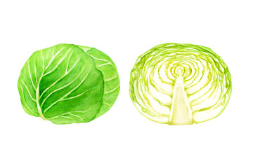 キャベツ　野菜 断面　水彩 イラスト