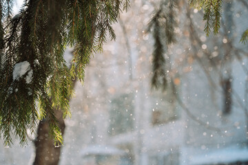 Snowfall with fir branches and blurred winter background. High quality photo