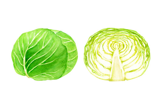 キャベツ　野菜 断面　水彩 イラスト