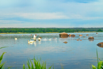 Territorial fights of male Mute swans (Cygnus olor) on the Gulf of Finland of the Baltic Sea