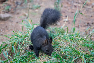 Siberian Altai squirrel (Sciurus vulgaris altaicus) has black summer fur. Sayan mountains