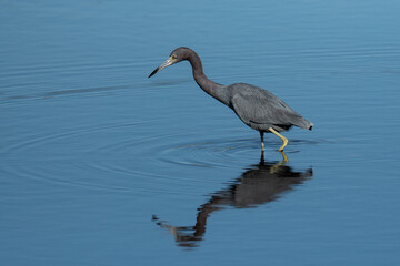 Obraz premium Little Blue Heron Walking Through Calm Blue Water