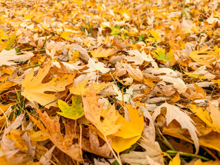 A beautiful autumn scene with trees and leaves on the ground. The leaves are scattered all over the ground, creating a colorful and peaceful atmosphere