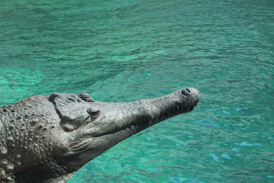 Head of a crocodile against teal water background