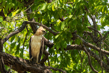 The Changeable hawk-eagle (Nisaetus cirrhatus)