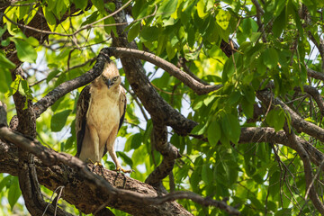The Changeable hawk-eagle (Nisaetus cirrhatus)