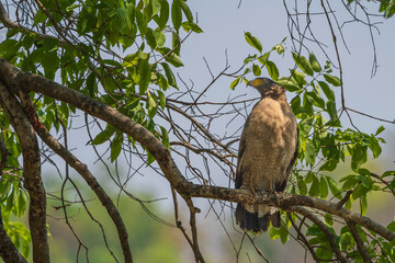 Cerpent crested eagle (Spilornis cheela)