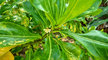 Aloe aculeata. Prickly Aloe grows on the sandy shore of the island of Borneo