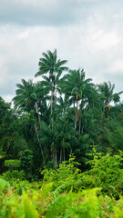 Palm forests in relatively dry areas of mangrove forests. Aca?? palms tall, Euterpe oleracea, is a species of palm tree (Arecaceae), Nypa fruticans in the second tier of the forest