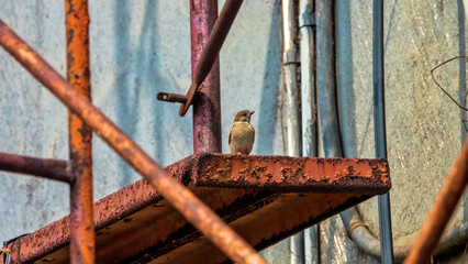 The English sparrow (Passer domesticus) has taken root well in South Asia. The result of an unintended introduction. Indonesia