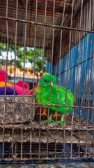 sale of chickens at the market. Painted chickens to attract customers as decorative