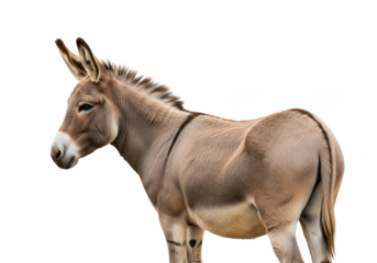 A donkey standing alone isolated on transparent background