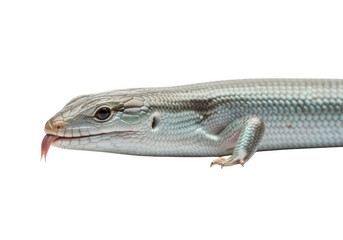 Fototapeta premium A close-up of a lizard's head and body with its tongue out, isolated on transparent background