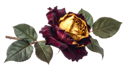Decaying rose head with dark burgundy petals, golden center, and green leaves on black