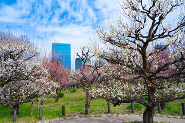 快晴の大阪城の梅林（2025年）1