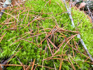 Green detailed foliage moss texture on outdoor wall in rainy season, moss damages the exterior paint of the house.
