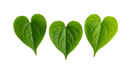 Three heart-shaped, vibrant green leaves arranged linearly against a black background