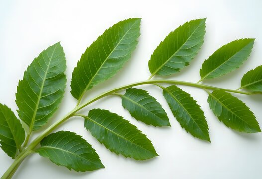A vibrant green leafy branch with serrated edges against a clean white background. banaba