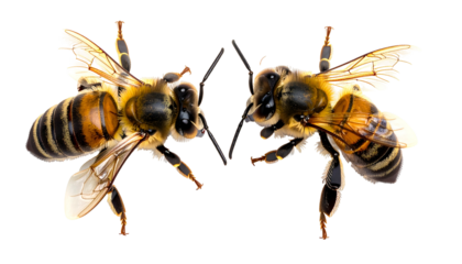 Two honey bees face each other against a black backdrop, wings spread, in a clear view