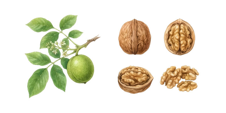 Walnut Botanical Illustration Set &ndash; Whole, Sliced and Branch Elements, Watercolor Style
