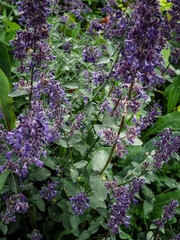 Purple flower with water drops . High quality photo