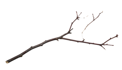 Isolated, slender brown twig with multiple offshoots against a stark black background