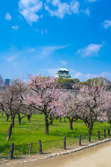 快晴の大阪城の梅林（2024年）9