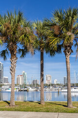 Saint Petersburg Florida waterfront at Tampa Bay with palms in downtown St Petersburg, United States