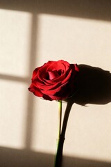 Minimal Single Rose Valentine Concept