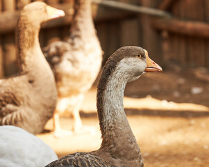 Domestic geese in a barnyard. Poultry.