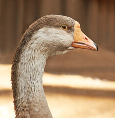 Domestic  goose in a barnyard. Close-up of the goose's head and neck. Domestic animal.