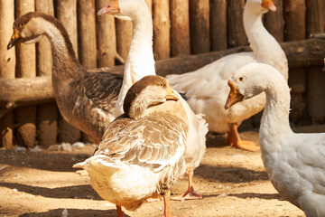Domestic geese in a barnyard. Poultry.