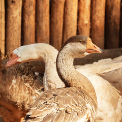 Domestic geese in a barnyard. Poultry.