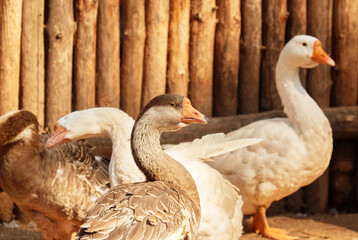 Domestic geese in a barnyard. Poultry.