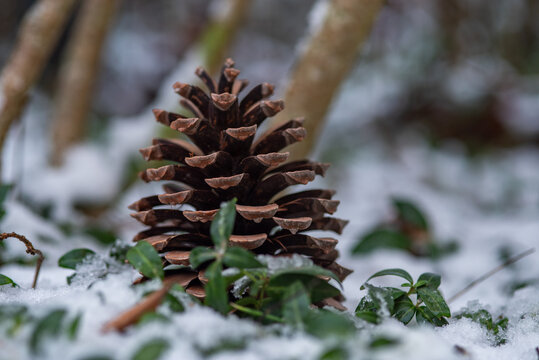 Pinienzapfen Zapfen im Schnee