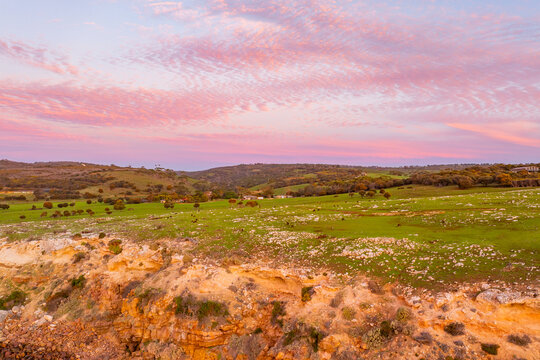 Aerial view of a vibrant green landscape and grazing cattle against a backdrop of dramatic pink and blue skies, South Australia, Australia.