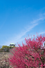 快晴の大阪城の梅林（2023年）
