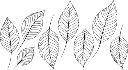 Black and white of various stylized leaves with intricate vein patterns a white background leaf nature