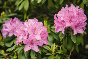 Rododendron różowy © Monika