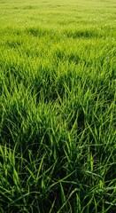 Obraz premium Lush green blades of natural grass covering a wide meadow under bright sunlight, creating a vibrant, peaceful, organic texture background, outdoor, verdant, peaceful