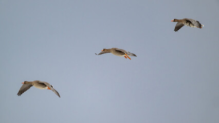 Drei Blässgänse im Flug in diagonaler Formation © Frank