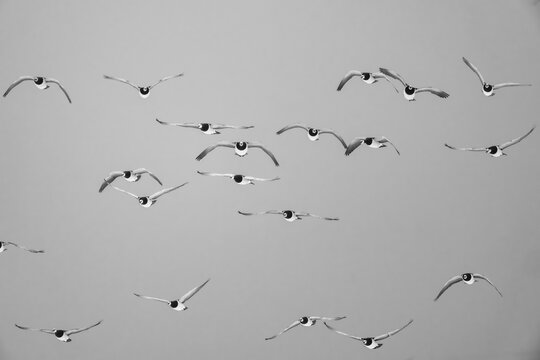 Unruhige Flugformation von Nonneng&auml;nsen, grafisches Schwarz‑Wei&szlig;‑Motiv