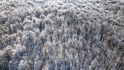 Aerial view of frost-covered trees in Dobrovat Forest, Iasi County, Romania