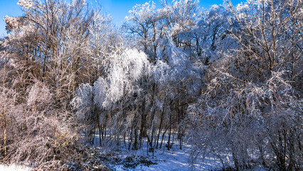 Aerial view of frost-covered trees in Dobrovat Forest, Iasi County, Romania