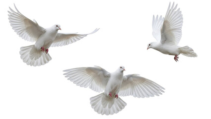 Obraz premium Three white doves flying in formation on white background