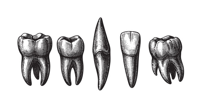 A vintage-style illustration features a collection of five different human teeth rendered in black and white engraving style, isolated on a white background.
